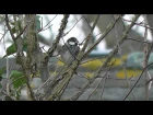 Spanish Sparrow & Dark-Eyed Junco / Черногрудый воробей & серый юнко / Passer hispaniolensis & Junco hyemalis