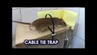 Cable Tie Rat/Mouse Trap