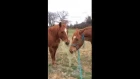 Layla's sweet boyfriend, T, bringing her a bite of hay to eat and giving her kisses! :-)
