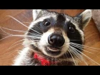 Most Funny And Cute Raccoons - NEW Compilation