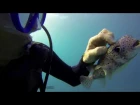 Unbelievable - First Time Scuba Diving in Hawaii with a Oahu Friendly Puffer Fish