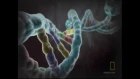 National Geographic explains the biology of homosexuality