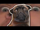 PEWDIPIE QUITS YOUTUBE, EDGAR TAKES OVER.