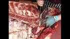 QMS Cutting Edge Beef Forequarter (Test)