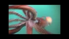The Fierce Humboldt Squid - KQED QUEST
