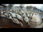 BAC MyVideo.  Beautiful Swans on River the Western Bug. Chervonograd. @2017.01.19@