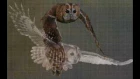 Голоса птиц-Обыкновенная неясыть Strix aluco