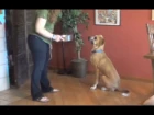 Impulse control - teaching the dog calm and polite manners