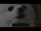 Gabe the Dog - Dogstorm