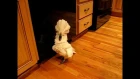 umbrella cockatoo going mad in kitchen floor. but a happy bird