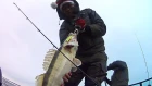 Ловля судака на вибы перед Новым годом! Рыбалка в мороз и ветер