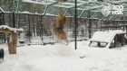 Зимние забавы Сэма в Новосибирском зоопарке имени Р.А. Шило