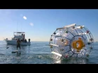 Man Rescued After Attempting To Cross Ocean In Hamster Wheel…Again