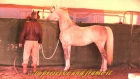 Hempfling - First Stallion Training - Hot-Blooded Breeding Stallion at Ease