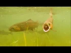 Fishing lure for perch bass trout: attack on Hypnose underwater. Рыбалка форель атакует крэнк воблер