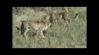 Serval Vs Cheetahs in Serengeti