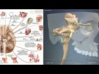 Черепно мозговые нервы | 3D Анатомия человека | Внутренние органы