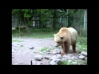 Grizzly Bear Walking (Slow Motion Animation Reference)