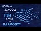 How do schools of fish swim in harmony? - Nathan S. Jacobs