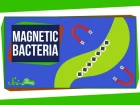 The Bacteria That Make Perfect, Tiny Magnets