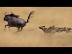 Wild dogs - Life Story: Episode 3 preview - BBC One