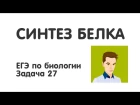 Синтез белка | Задачи 27 | ЕГЭ по биологии