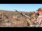 HECS Stealthscreen Bobcat Encounter (Vine Video)