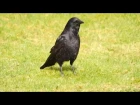 Carrion Crow / Европейская чёрная ворона / Corvus corone corone