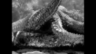 Морская звезда / L'Etoile de Mer (1928) Ман Рей / Man Ray