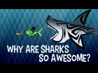 Why are sharks so awesome? - Tierney Thys