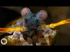 The Snail-Smashing, Fish-Spearing, Eye-Popping Mantis Shrimp | Deep Look