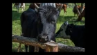 Фестиваль Харе Кришна на эко ферме планета коров 2017. Катание Божеств на лодочке  ...
