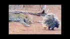 Leopard Learns Lesson From 2 Porcupines