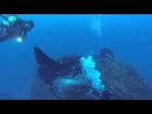 Divers dwarfed by an enormous sunfish