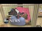 Animal Shelter Staffer Cuddles With Abandoned Dog