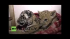Russia: Lion and tiger cubs face hypothermia as Crimea power cut continues