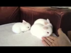 Baby Bunny Rabbits