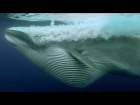 Sardine Feeding Frenzy: Whale, Shark, Dolphin and Sea Lions - The Hunt - BBC Earth
