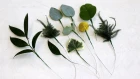 How To Wire Leaves For Corsage And Bridal Work