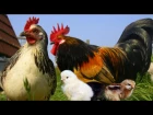 Детям про курицу, петуха и цыплёнка