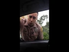Cop gets pulled over for speeding 3rd of 3 videos
