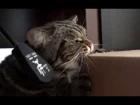 Кот пытается открыть коробку зубами; Cat is trying to open the box with his teeth