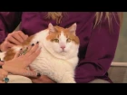 Anderson and Kristen Johnston Meet Meow, the 37-lb Cat