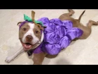 Pitbull Dogs And Puppies - A Funny Videos And Cute Videos Compilation || NEW HD