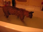 bobcat taking a bath and growling at the drain
