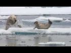 Hungry polar bear surprises a seal - The Hunt: Episode 2 Preview - BBC One