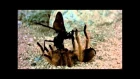 Duelo Animal -  Tarantula Vs Vespa Negra