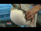 Рыба фугу: рискованный деликатес / Fugu-fish: risky Japanese delicacy