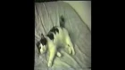 Delilah (footage of Freddie Mercury's favourite cat)