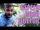 БЕРЕГИ СВОЙ ЦВЕТОК